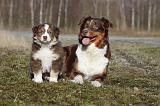 BERGER AUSTRALIEN - ADULT & PUPPY 046